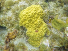 Mustard Hill Coral